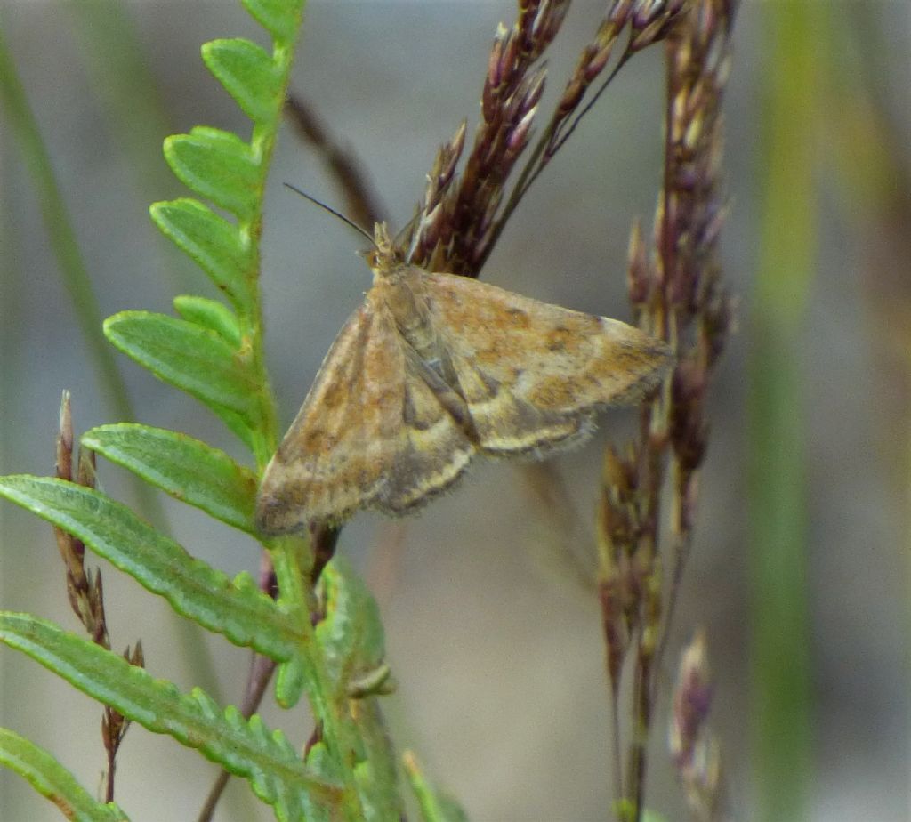 Falena da identificare 2